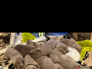 Labrador Retriever dogs Silver Labrador retriver ✅ - Advert 3