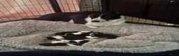 Border Collie dogs for sale: 4 boys 4 girls border collie for sale - Advert 14