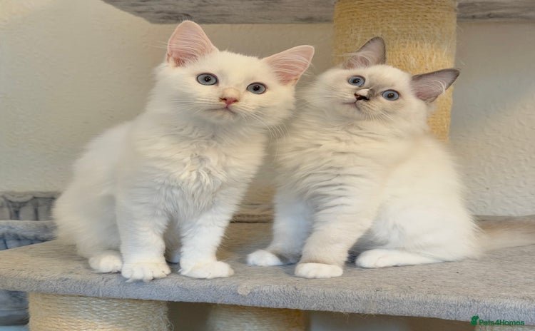 Ragdoll cats - Advert 10