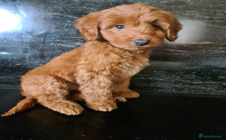 Cockapoo dogs - Advert 5