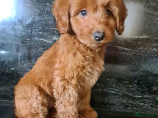 Cockapoo dogs - Advert 10