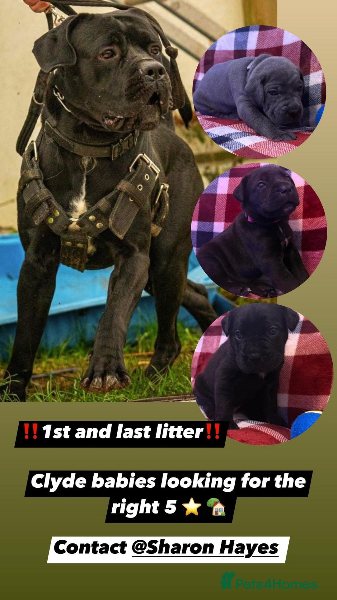 Cane Corso dogs for sale: ONE & ONLY UK LITTER DEL DYRIUM BLOOD LINES  🖤  - Advert 14