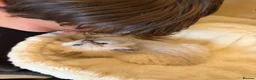 Ragdoll cats for sale: 5 Ragdoll kittens - Advert 3