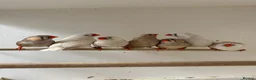 Finches birds for sale: Charcoal split Zebra Finches - Advert 2