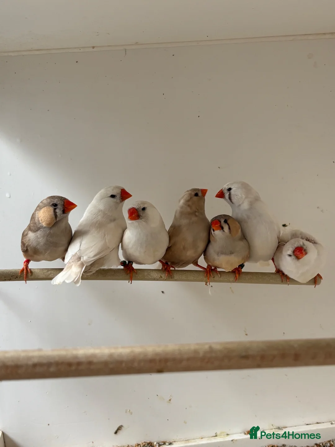 Finches birds for sale: Charcoal split Zebra Finches - Advert 2