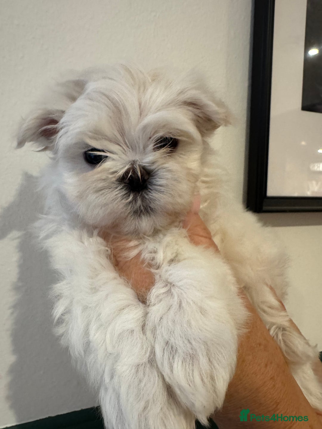 Maltese dogs for sale: Adorable Korean KC Maltese  - Advert 11