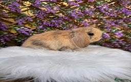 Mini Lop rabbits for sale: Pure Bred Mini lops  - Image 1