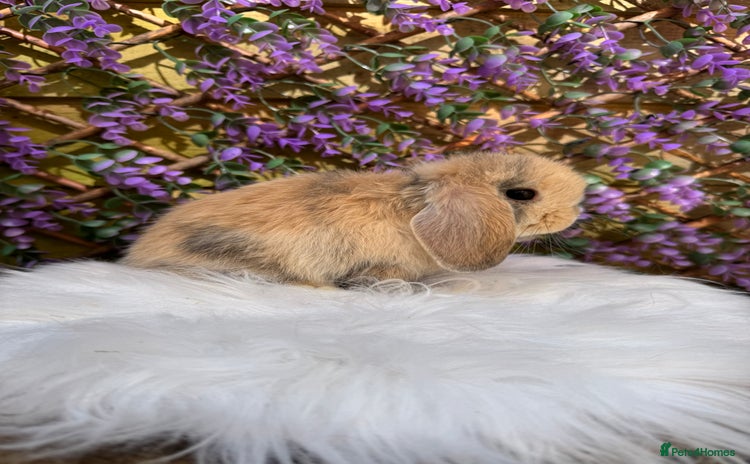 Mini Lop rabbits - Advert 5