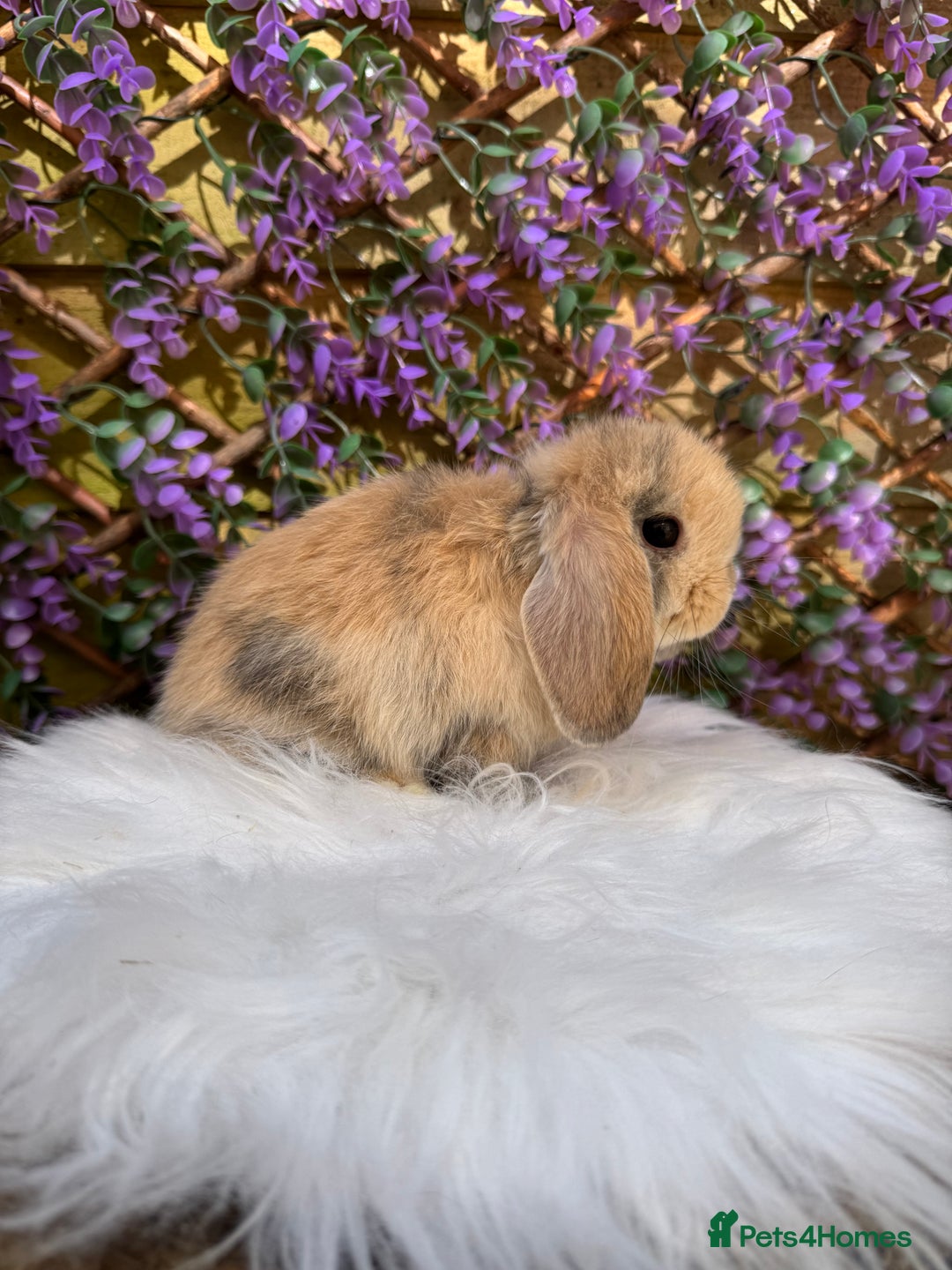 Mini Lop rabbits for sale: Pure Bred Mini lops  - Image 1