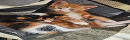 Mixed Breed cats for sale: Kittens for sale  - Advert 21
