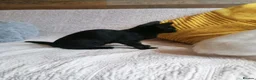 Mixed Breed cats for adoption: 🐾❤️ THREE ADORABLE KITTENS READY in Burton-on-Trent - Advert 28