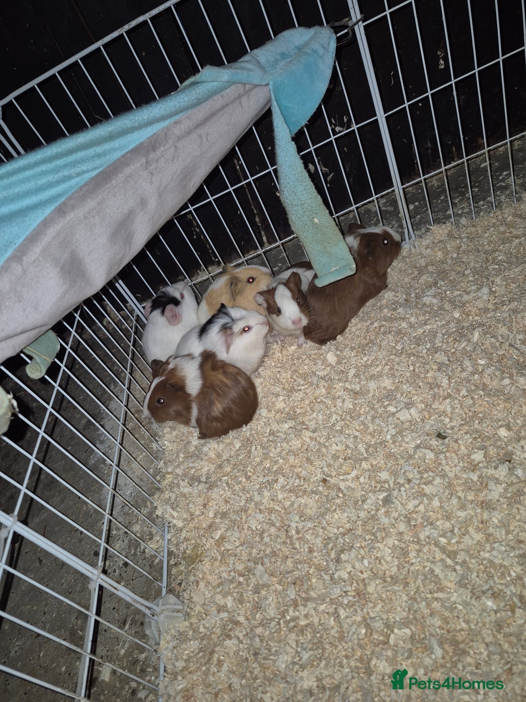 Guinea Pig rodents for sale: Baby guinea pigs - Advert 3