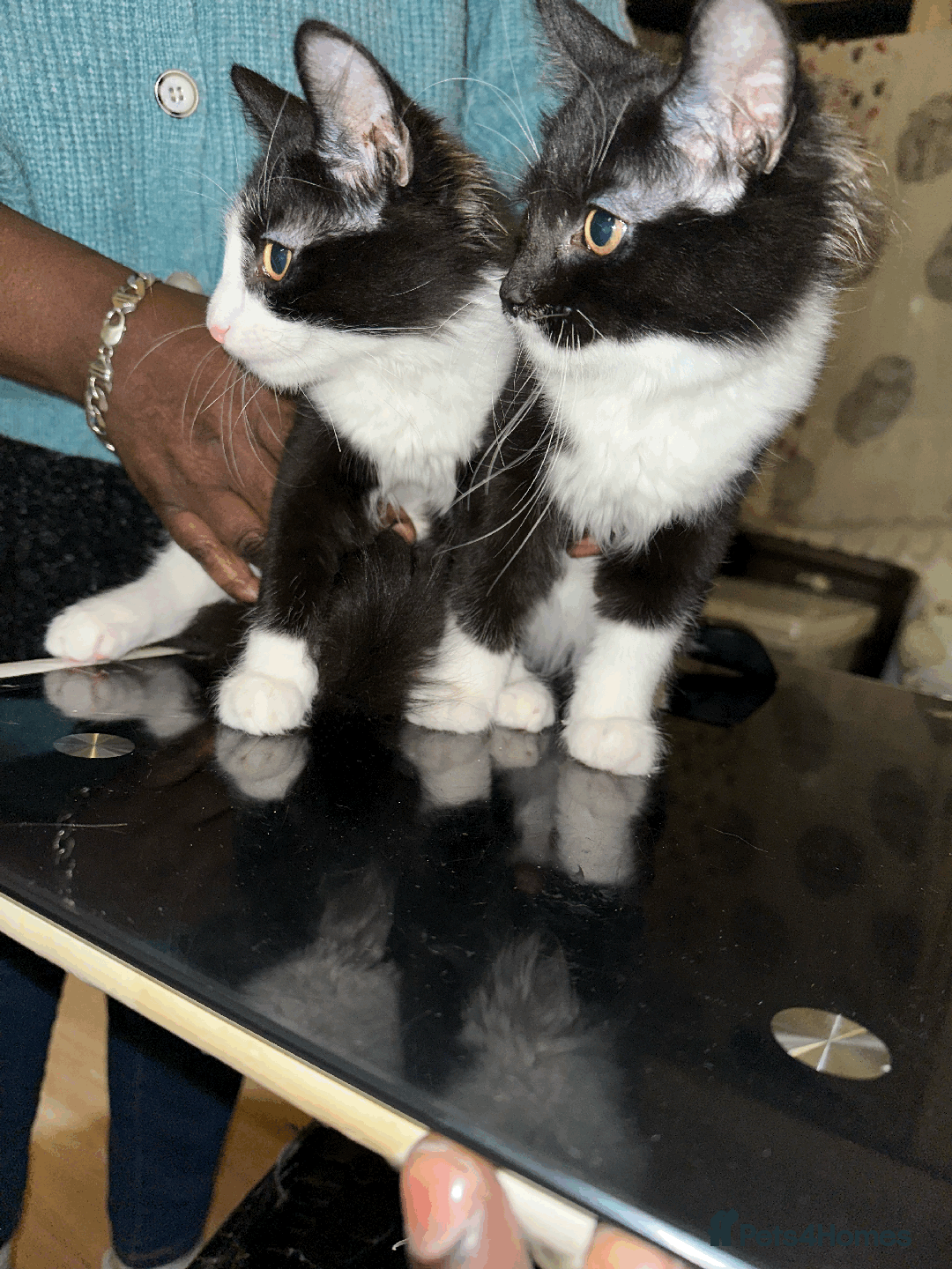 Domestic Shorthair cats for sale: Domestic Short hair kittens  - Advert 4