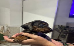 Miniature Dachshund dogs for sale: Miniature dachshund puppy female -Muffin - Image 4