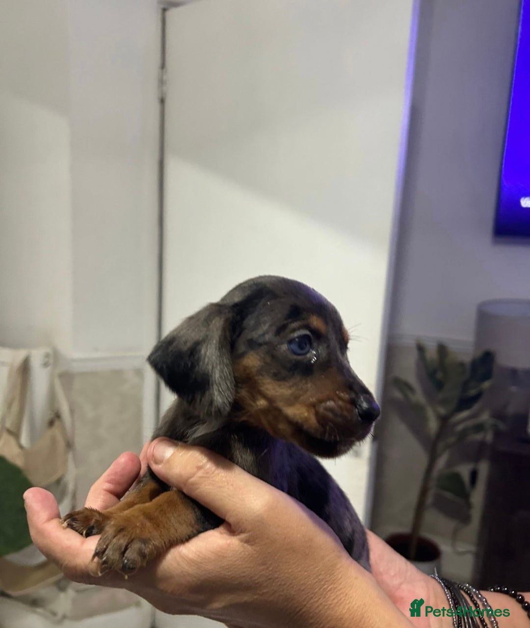 Miniature Dachshund dogs for sale: Miniature dachshund puppy female -Muffin - Image 4