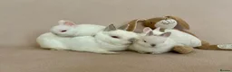 Netherland Dwarf rabbits for sale: Netherland Dwarf White Babies - Advert 6