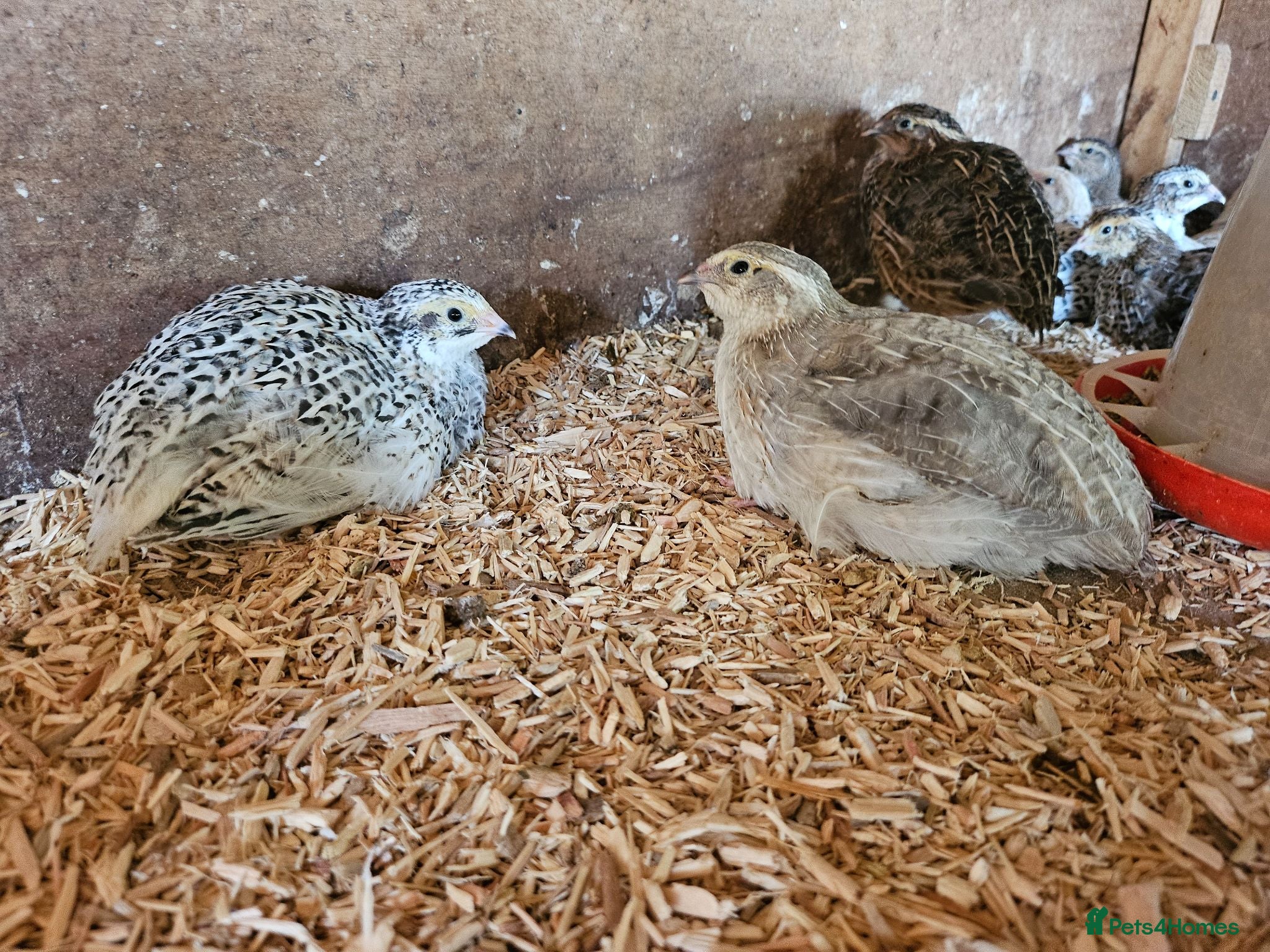 Quail poultry Coturnix quail - Chicks and POL hens  - Advert 16