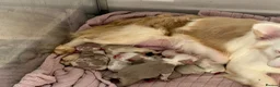 French Bulldog dogs for sale: Two caramel pink husky frenchies  - Advert 14