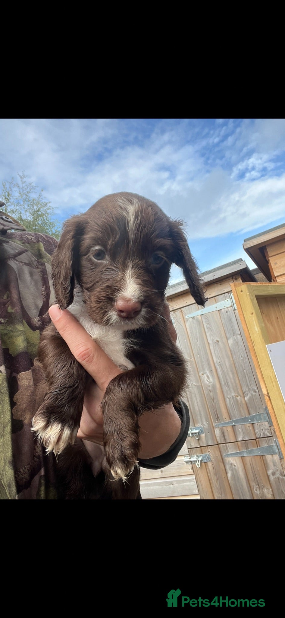 Cocker Spaniel dogs Last Chocolate & White Girl - Kc registered  - Advert 2