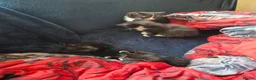 Mixed Breed cats for sale: Kittens for sale  in Gillingham - Advert 8