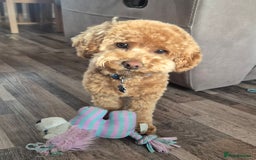 Poochon dogs for stud: Stunning Male poochon for stud  - Image 8
