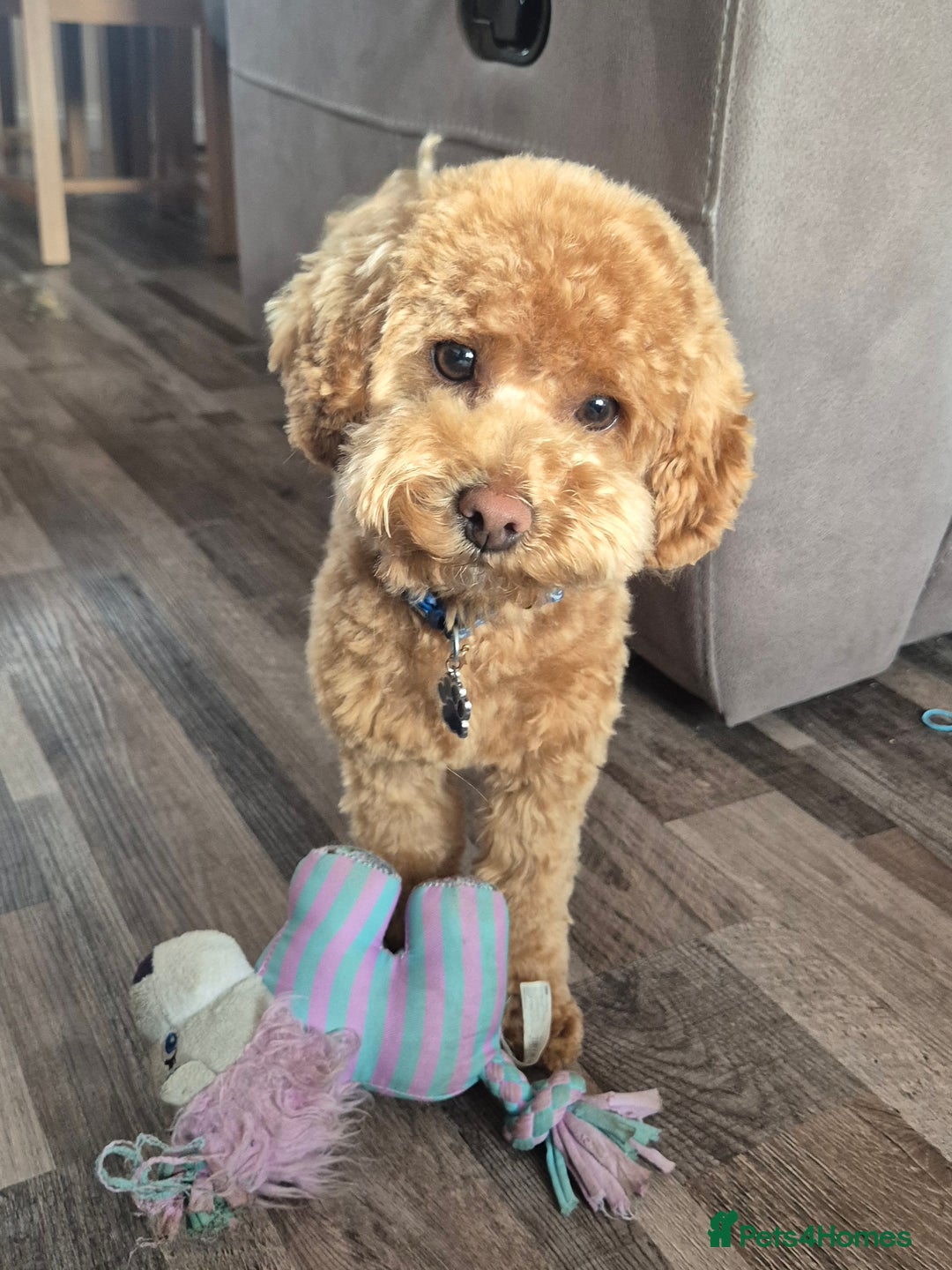 Poochon dogs for stud: Stunning Male poochon for stud  - Image 8