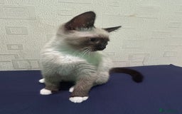 Ragdoll cats for sale: 2 ragdoll siblings for sale  - Image 9