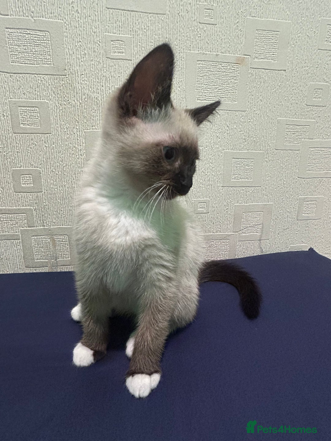 Ragdoll cats for sale: 2 ragdoll siblings for sale  - Image 9