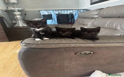 Mixed Breed cats for sale: 3 beautiful kittens! - Image 2