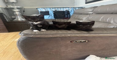 Mixed Breed cats - Advert 3
