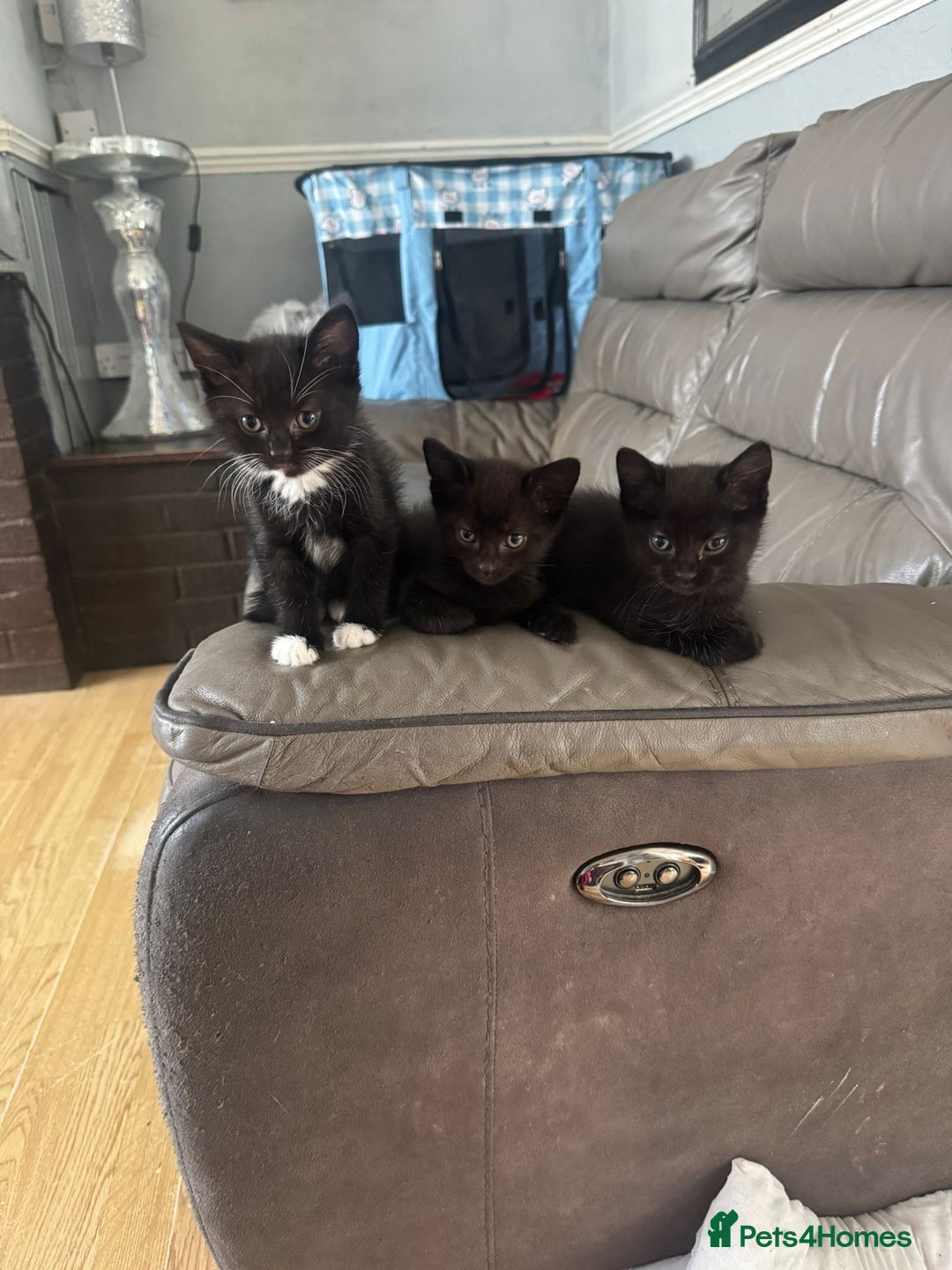 Mixed Breed cats for sale: 3 beautiful kittens! - Image 2