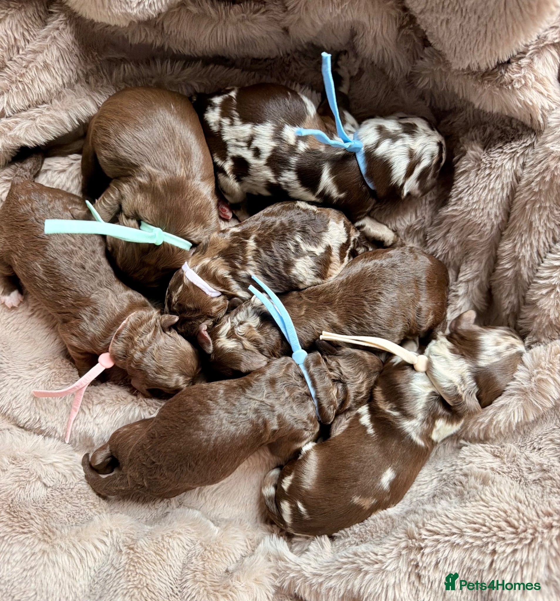 Cockapoo dogs F1b Cockapoos. Both Parents Health Tested  - Advert 14