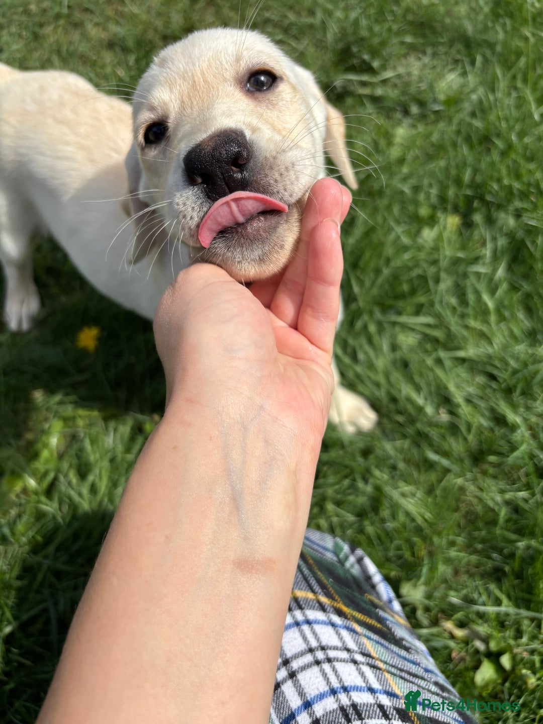 Labrador Retriever dogs for sale: KC Registered+Health checked Labrador puppies! in Rotherham - Image 8