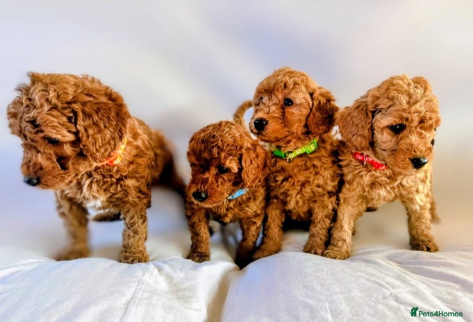 Miniature Poodle dogs - Advert 13