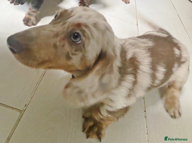 Miniature Dachshund dogs - Advert 1