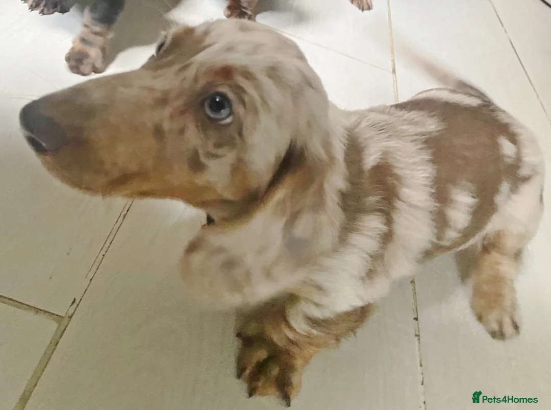 Miniature Dachshund dogs for stud: 🏆PEREZ’ CHAMPION STUD🏆  - Advert 1