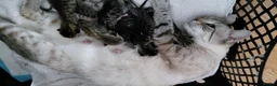 Bengal cats for sale: Snow Bengal x kittens  - Advert 6