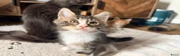 Maine Coon cats for sale: Reduced ✨Maine coon cross male  - Advert 8