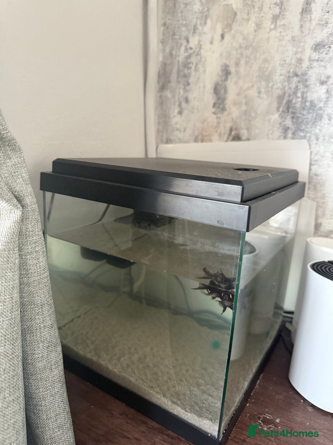 Fancy Goldfish fish for sale: Free Fishes  - Image 1