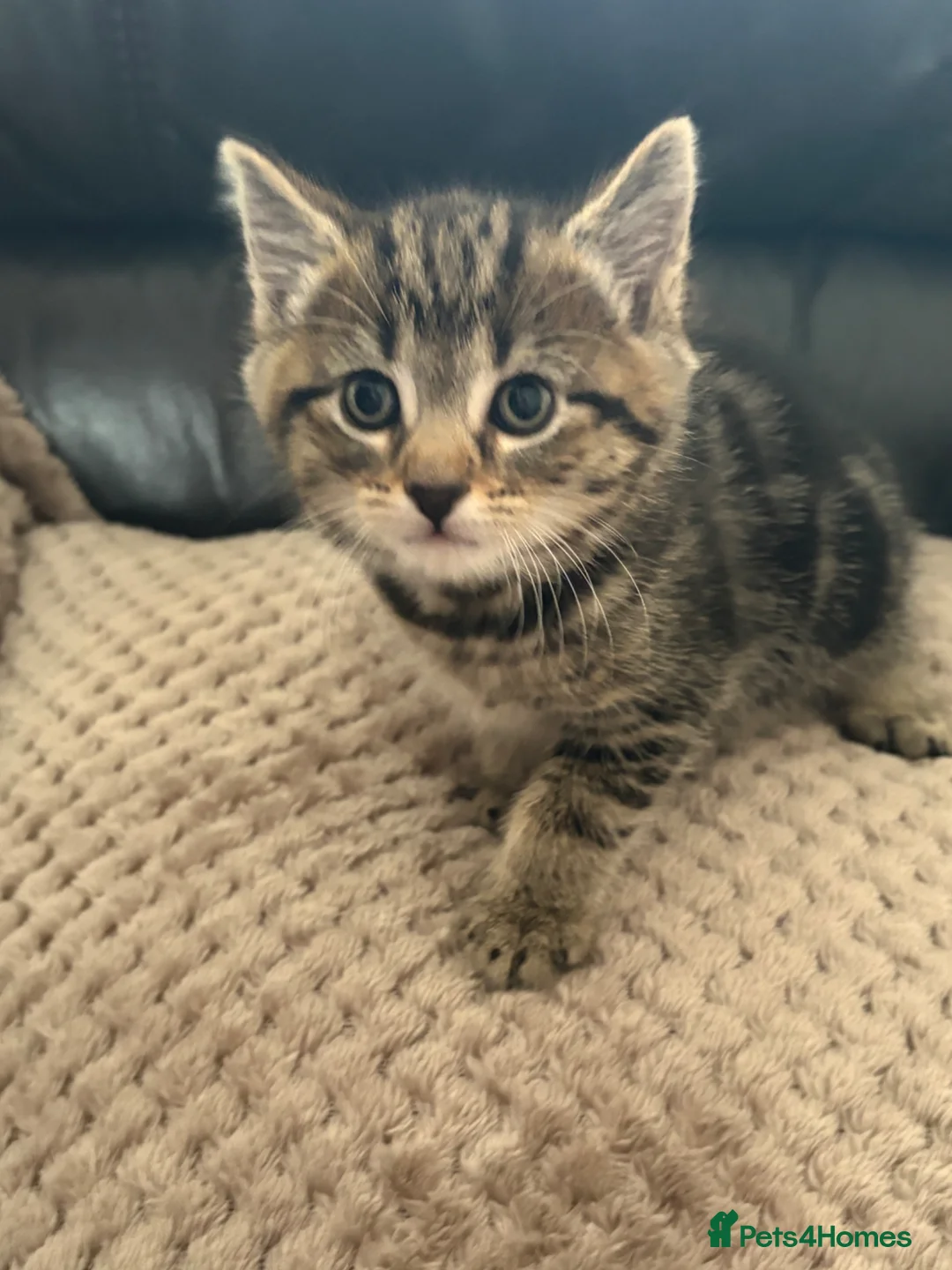 Mixed Breed cats for sale: 2 gorgeous tabby boys in Chorley - Advert 10