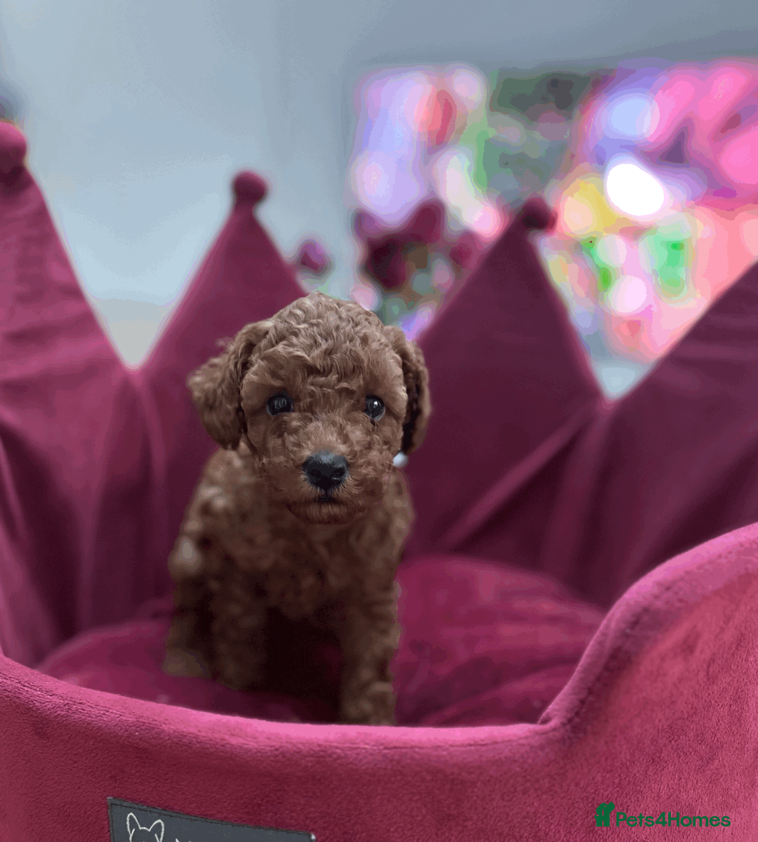 Toy Poodle dogs for sale: PURE TOY POODLES - Advert 5