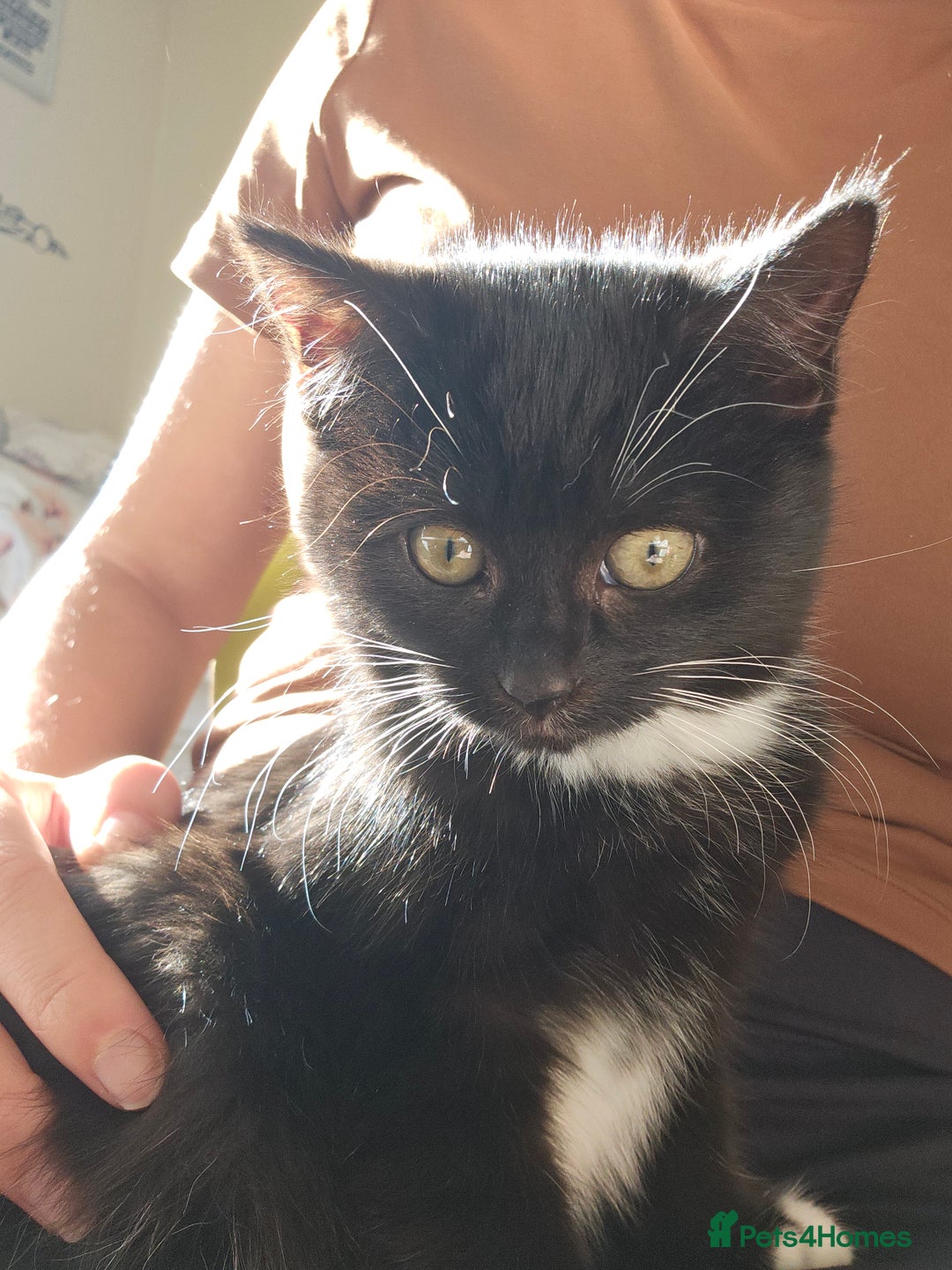 Mixed Breed cats for sale: Friendly kittens different ages - ready now - Advert 4