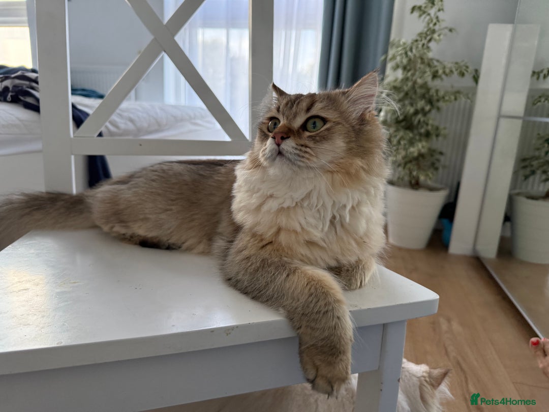 British Longhair cats for sale: British Longair and Shorthair Kittens for sale - Image 18