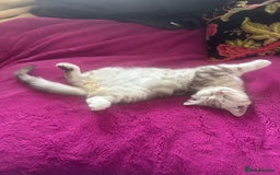 Scottish Fold cats for sale: Beautiful Scottish fold baby’s  in Reading - Image 15