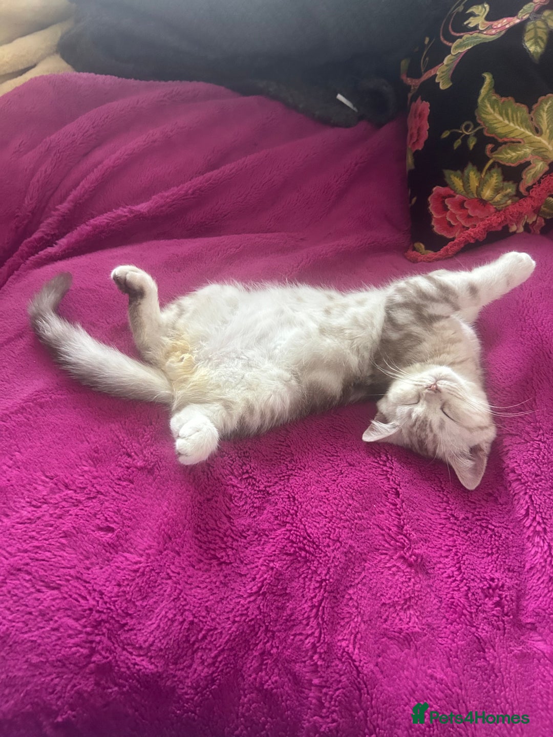 Scottish Fold cats for sale: Beautiful Scottish fold baby’s  in Reading - Image 15