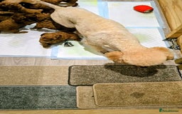 Miniature Poodle dogs for sale: MINIATURE POODLE PUPPIES.   - Advert 15