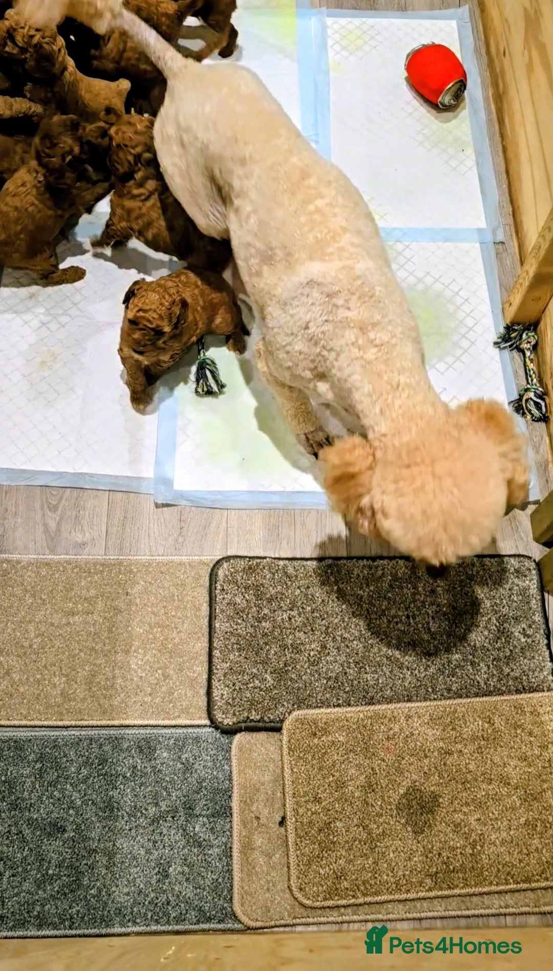 Miniature Poodle dogs for sale: MINIATURE POODLE PUPPIES.   - Advert 15