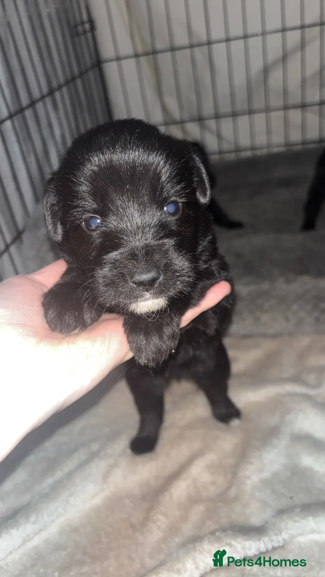 Mixed Breed dogs for sale: 9 gorgeous german shepherd cross cockapoo puppies  - Advert 10