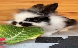 Lionhead rabbits for sale: Beautiful female Lion head rabbit for sale - Image 4