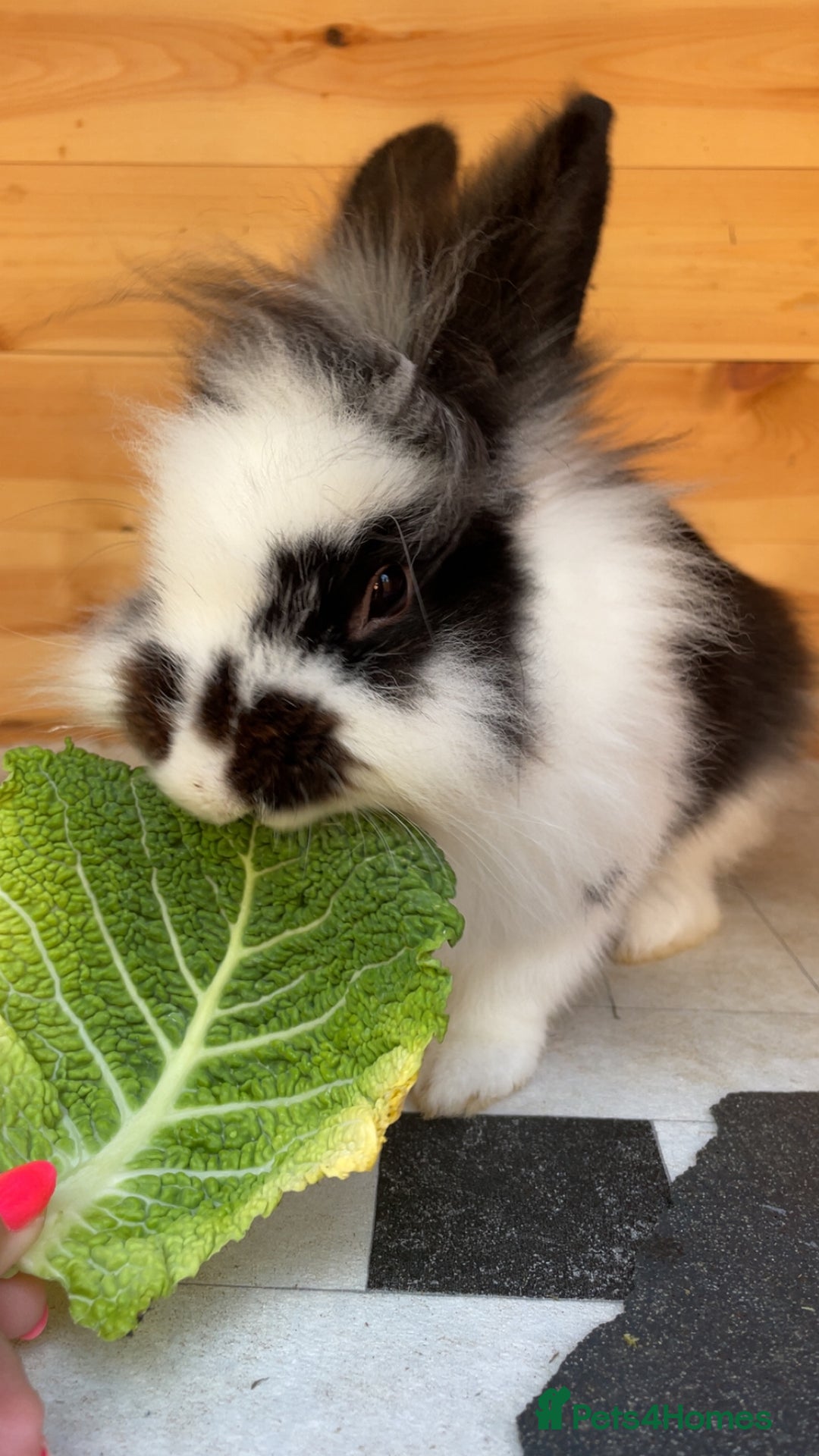 Lionhead rabbits for sale: Beautiful female Lion head rabbit for sale - Image 4